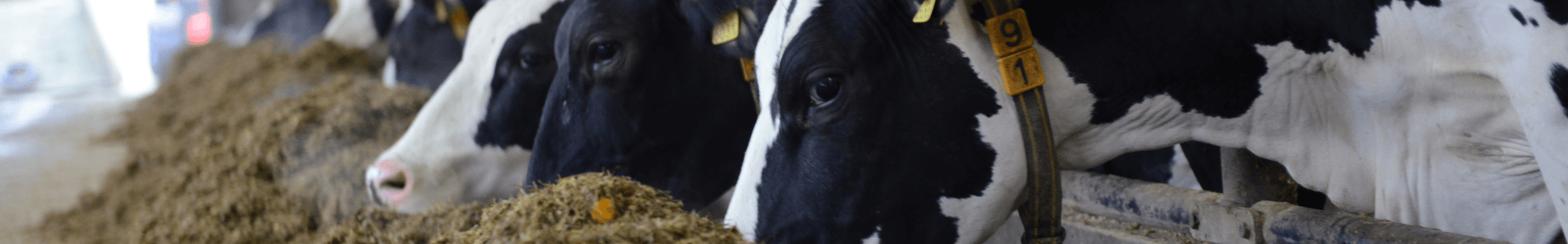  FarmPEQ® Buffer, schnelle und langanhaltende Unterstützung für Pansen und Darm