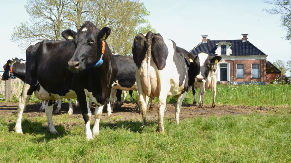 Melkkoeien Melkveebedrijf Dijkman 