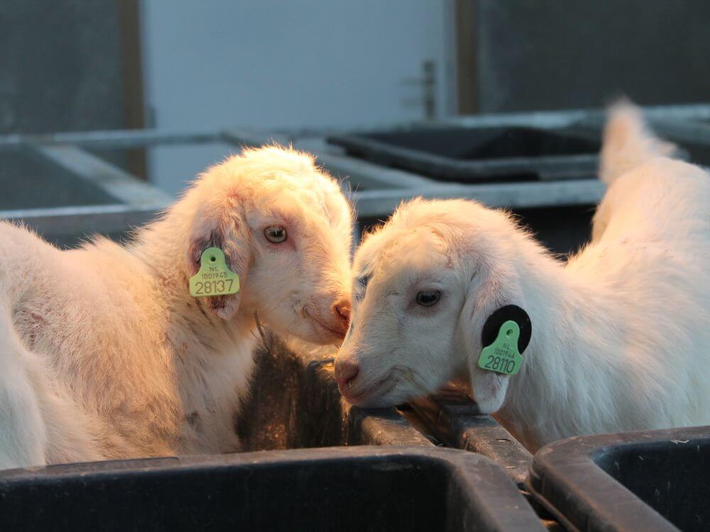 Een schone start voor uw lammerseizoen