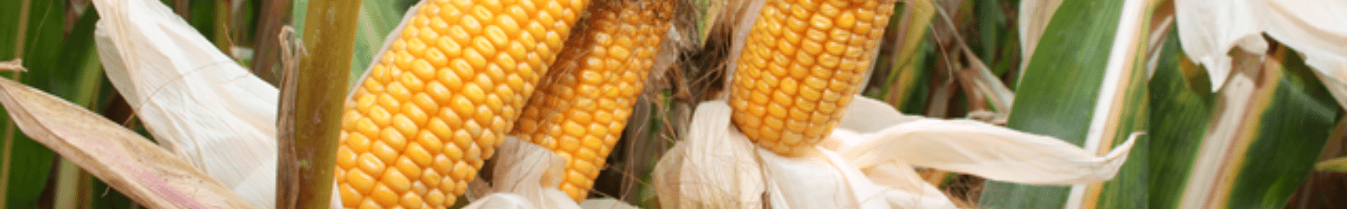 Mais behandeld met GrowPEQ Maize