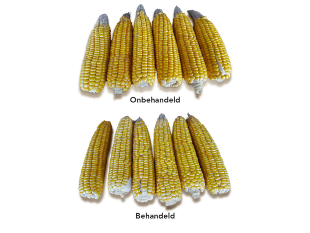 Maïs behandeld met GrowPEQ® Maize