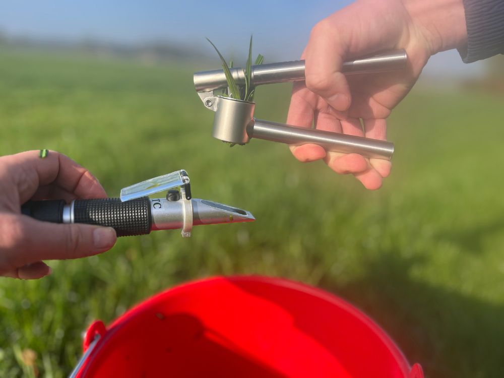 Suikergehalte belangrijk bij bepalen juiste maaimoment voor het inkuilen van gras