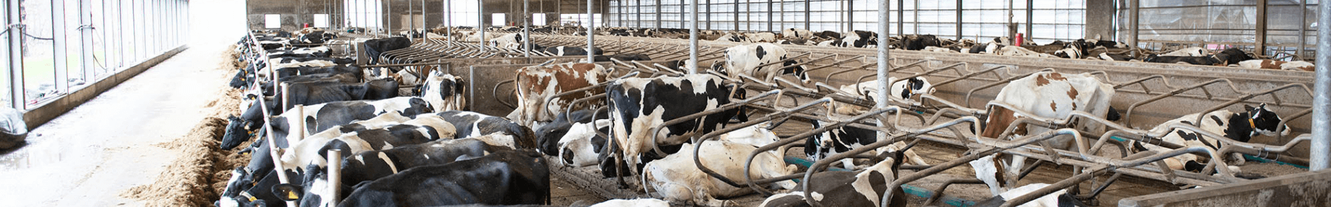 Overizcht koeienstal van der Zijl in Nijeholtpade