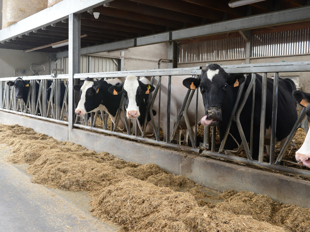 De stal voor de droogstaande koeien op Hof ter Galeien
