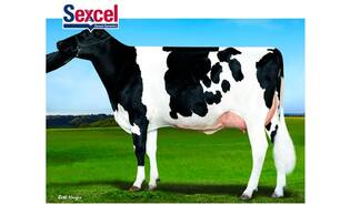 ABS Eldridge-ET Sexcel