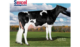 N-Springhope Escalate-ET sexcel