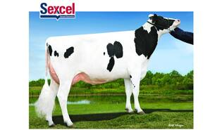 Ri-Val-Re Radical-ET sexcel