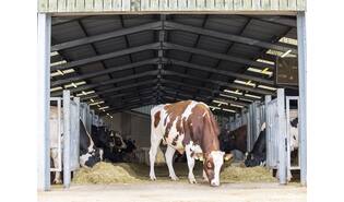 Hoogerhorst DG OH Rubels-red sexcel
