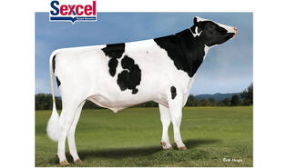 Denovo 14378 Afton-ET sexcel