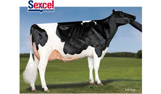 Denovo 14566 Crosby-ET sexcel