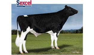 Denovo 14242 Kokomo-ET sexcel