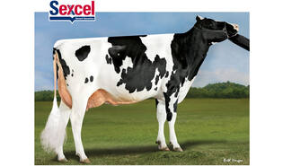 Denovo 16255 Heritage-ET sexcel