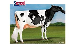 Denovo 15476 Hendrix-ET sexcel