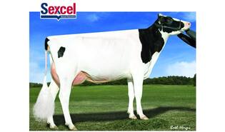 Denovo 16325 Sentiment-ET sexcel