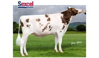 Sherdon Elevated Red sexcel