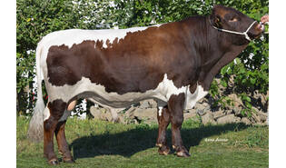 Haller-Lux Pp