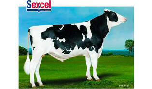 Siemers Rockytop - ET Sexcel