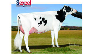 Denovo 17550 Legend-ET sexcel