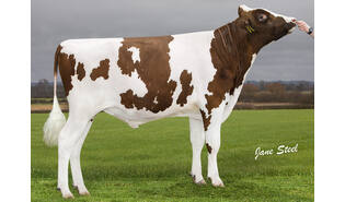 Drouner K&L Augustus P Red gesext