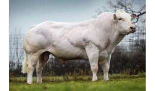 Kersey Platinum