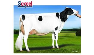 Sandy-Valley Esparto - ET sexcel