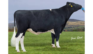 Beaufort Supersonic