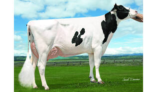 Winstar Macaby PP - ET