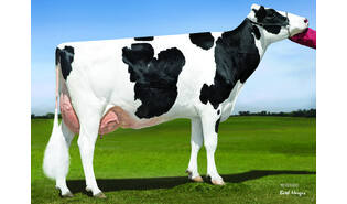 Denovo 20256 Rosco-P - ET sexcel