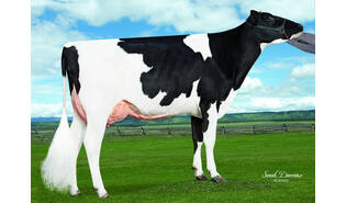 Winstar Kobe PP sexcel
