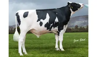 Denovo Coyote P