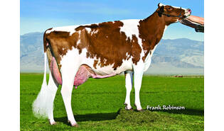 Eskdale Acquit-P