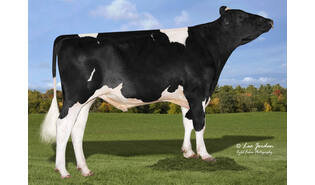 Denovo 23040 Snare-ET sexcel