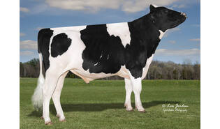 Winstar Eddie PP sexcel