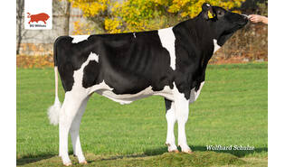 WSH Great Fat