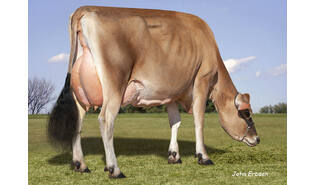 JX ABS CF 8081 CLEMENT {5}-ET Sexcel
